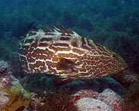 Scientists Discover New Reefs Teeming With Marine Life In Brazil