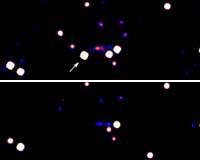 Integral Catches A New Erupting Black Hole