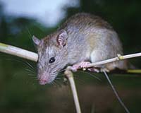 Scientists Find City Rats Are Loyal To Their 'Hoods