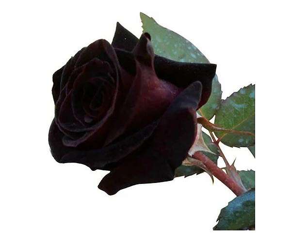 Turkey black rose producers chase sweet smell of success