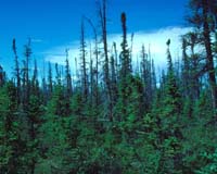 Alaska Timber Projection Study Reveals Market Trends