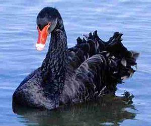 Commentary: Black swans galore