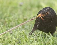 Blackbirds in the city aren't as healthy as their relatives in the country