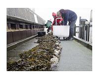 Double whammy for important Baltic seaweed