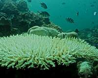 Corals die as global warming collides with local weather in the South China Sea