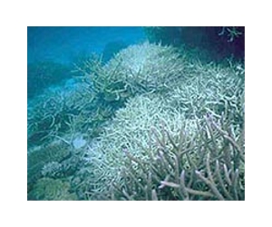 Massive Coral Mortality Following Bleaching In Indonesia