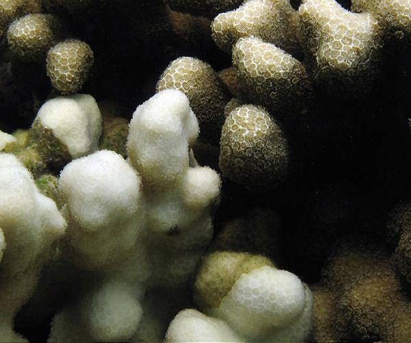 Global coral bleaching event expanding to new countries: scientists