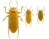 Blind beetles show extraordinary signs of sight
