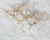 Researchers confirm original blood vessels in 80 million-year-old fossil