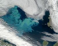 The Ocean's Living Carbon Pumps