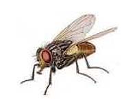 Language Of A Fly Proves Surprising