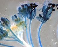 Plant cell structure discovery could lead to improved renewable materials