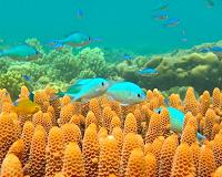 Coral survey reveals 5,000-year-old genotypes