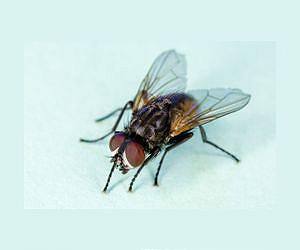 Stopping Flies Before They Mature
