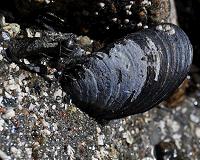 Why are New England's wild blue mussels disappearing?