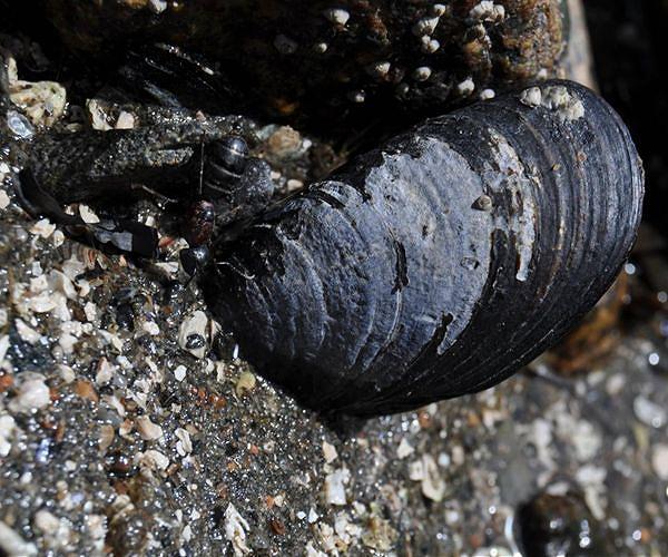 Bulgarian mussel farmers face risk, and chance, in hotter sea