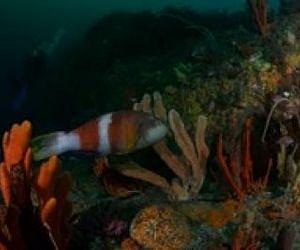 Marine reserves enhance resilience to climate change