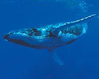 Greenhouse gases make oceans noisier: UN, wildlife groups