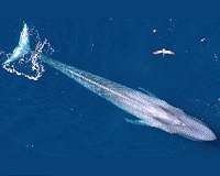 Blue whales 'hedge their bets' in search for food: study