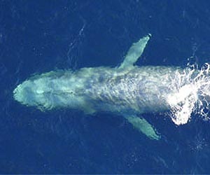 UCLA Biologists Report How Whales Have Changed Over 35 Million Years