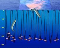Whales as ecosystem engineers