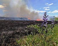 Ecologists advise an increase in prescribed grassland burning to maintain ecosystem