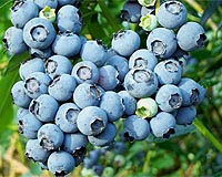 Study focuses on improving blueberries