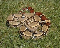 Fossil of world's biggest snake found in Colombia