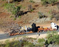 Ancient Australian tree takes life-saving drive