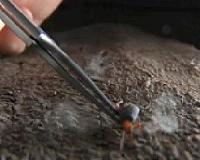 Meet the beetle that packs a machine gun