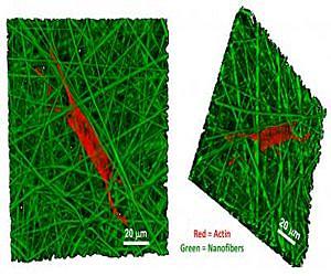 Shaping up: Controlling a stem cell's form can determine its fate