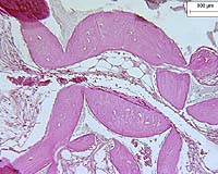 Stem cells useful in animal stroke models