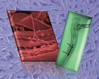 Scientists successfully test new, safer titanium plate for bone tissue repair