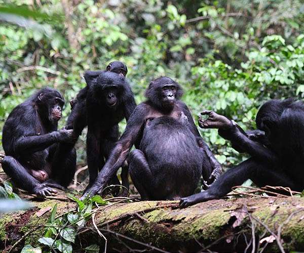 Bonobos, unlike humans, are more interested in the emotions of strangers than individuals they know
