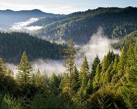 Satellites help scientists see forests for the trees amid climate change
