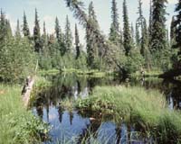 Create National Accounting Systems To Reflect All Values Of Boreal Forests