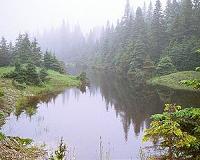 Herbicide boost for tadpoles: study