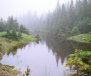 Wildlife face 'Armageddon' as forests shrink