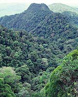 WWF Warns That Borneo's Forests Could Be Destroyed Within A Decade
