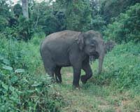 Extinct Elephant May Have Been Found Again - On A Different Island