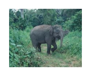 Malaysia saves endangered pygmy elephant on Borneo