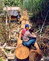 Outrage Over Indonesian Plans For Palm Oil Plantation In Rainforest