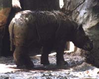 Rhinos Clinging To Survival In The Heart Of Borneo