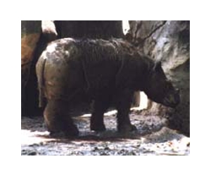 Capture of rare Sumatran rhino gives hope for species