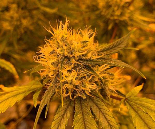 Boston Hemp Inc. releases THCa flower and generates record breaking sales at launch.