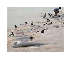 Global protests against Japan dolphin hunt