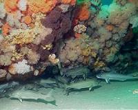 Warming waters contributed to the collapse of New England's cod fishery