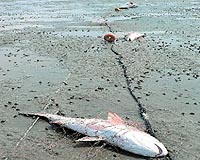 'Ghost fishing' major sea threat: UN report
