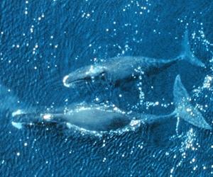 Ancient DNA sheds light on Arctic whale mysteries