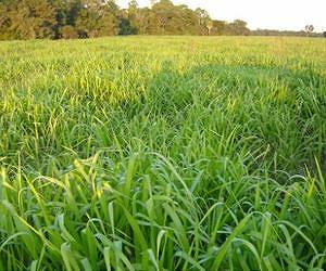 'Grassroots action' in livestock feeding to help curb global climate change